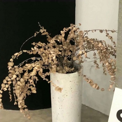 兽设古风元素融合兽圈群